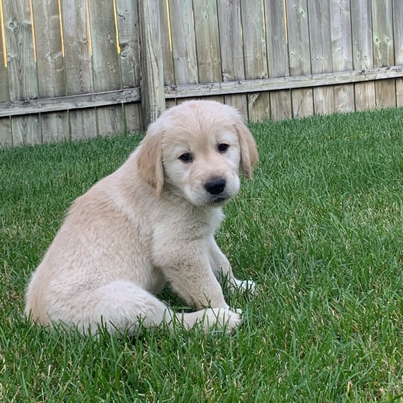 Meet your Posher, Ashley - Picture 1 of 1